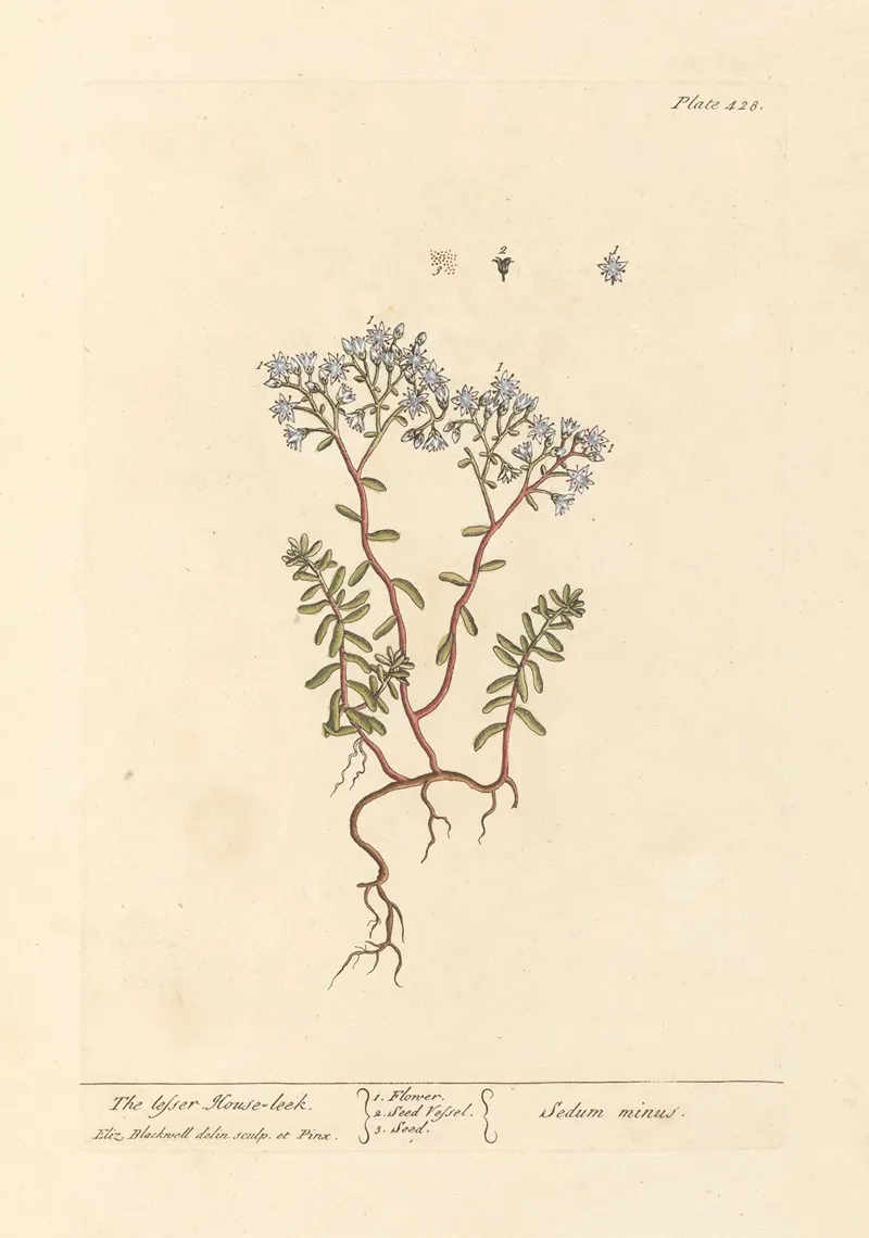 The Lesser House Leek Wall Art by Elizabeth Blackwell - High-Resolution Digital Print