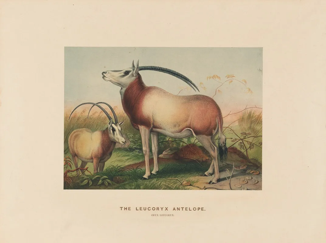 The Leucoryx Antelope 2 Wall Art by Joseph Wolf - High-Resolution Digital Print