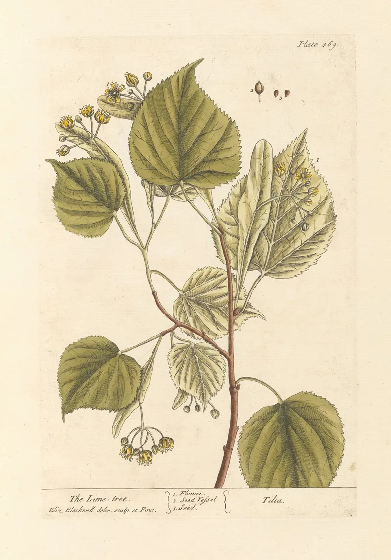 The Lime Tree Wall Art by Elizabeth Blackwell - High-Resolution Digital Print