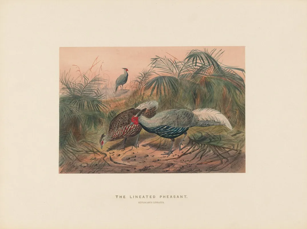The Lineated Pheasant 2 Wall Art by Joseph Wolf - High-Resolution Digital Print