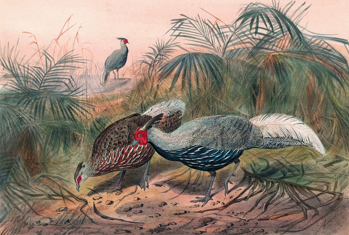 The Lineated Pheasant Wall Art by Joseph Wolf - High-Resolution Digital Print