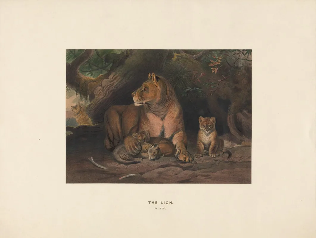 The Lion 5 Wall Art by Joseph Wolf - High-Resolution Digital Print