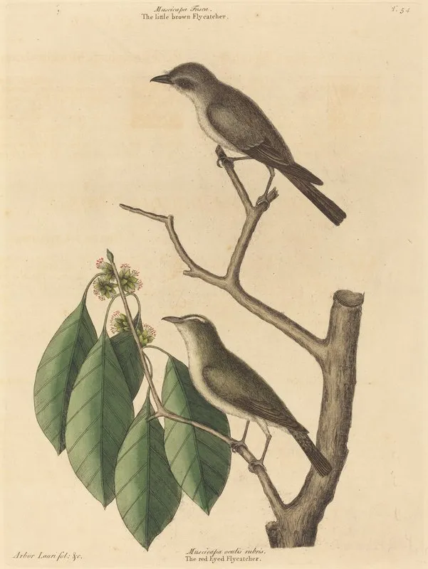 The Little Brown Flycatcher Wall Art by Mark Catesby - High-Resolution Digital Print