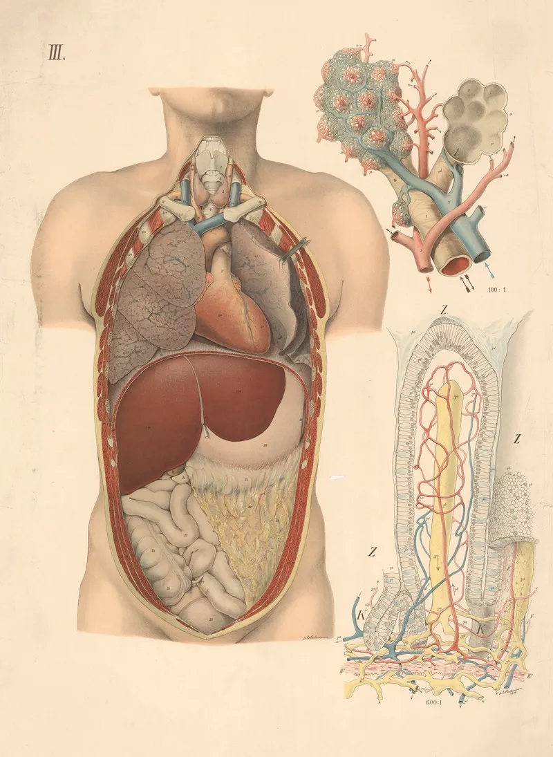 The Location Of The Internal Organs And The Lungs Wall Art by E. Hoelemann - High-Resolution Digital Print