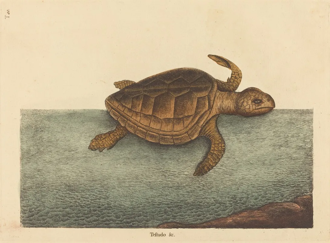 The Logger Head Turtle Testudo Cavanna Wall Art by Mark Catesby - High-Resolution Digital Print