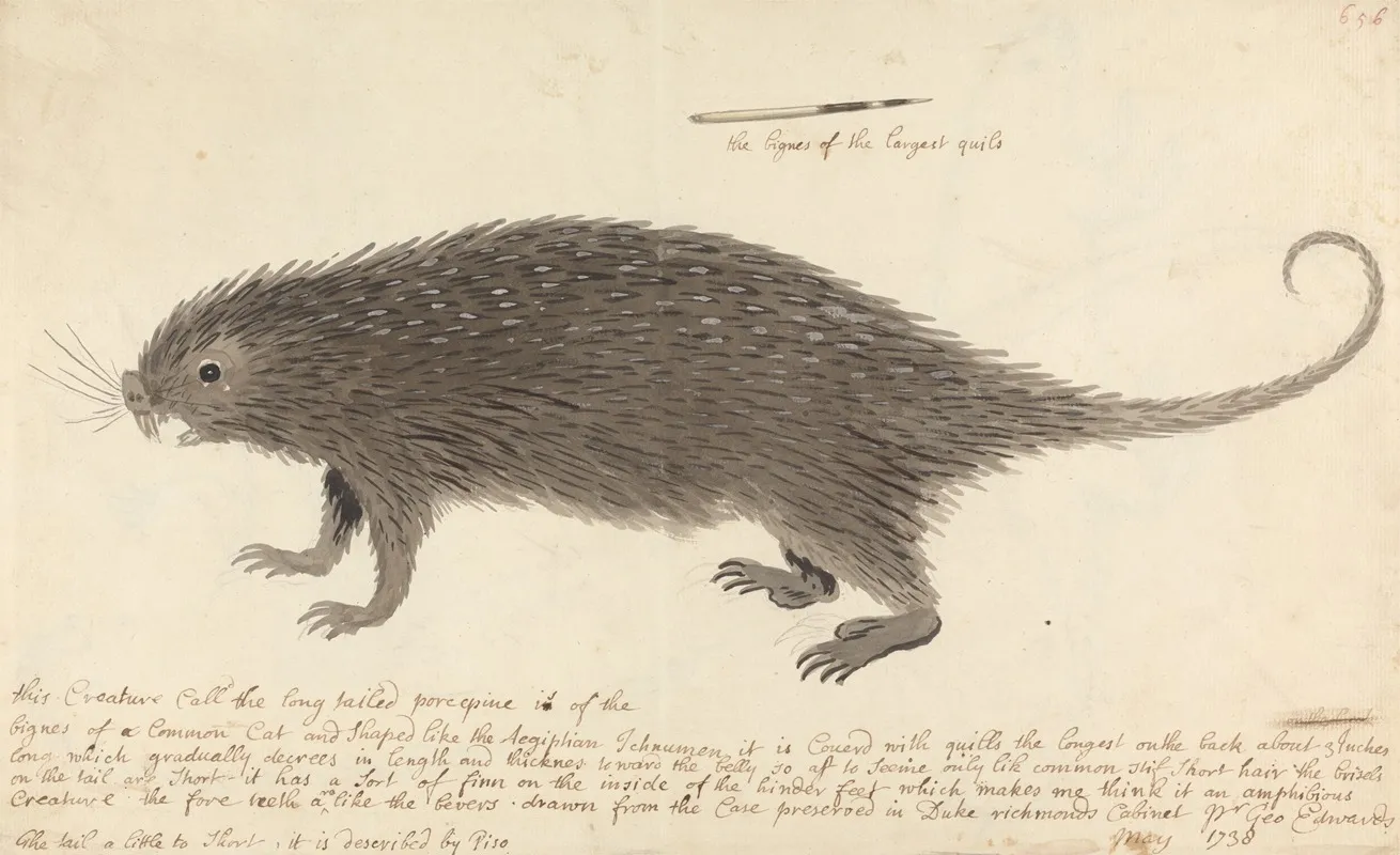The Long Tailed Porcupine Wall Art by George Edwards - High-Resolution Digital Print