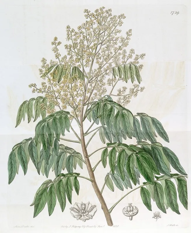 The Longan Tree Wall Art by Sydenham Edwards - High-Resolution Digital Print