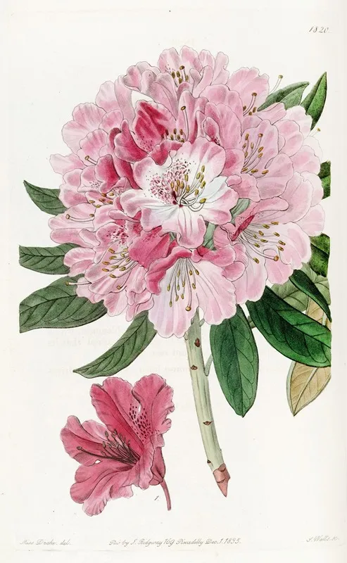 The Lovely Rhododendron Wall Art by Sydenham Edwards - High-Resolution Digital Print