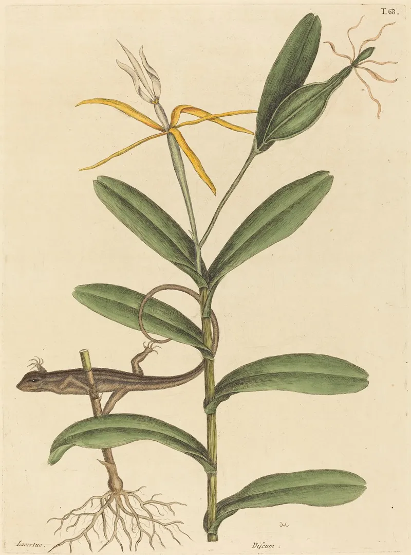 The Lyon Lizard Lacerta 6 Lineata Wall Art by Mark Catesby - High-Resolution Digital Print