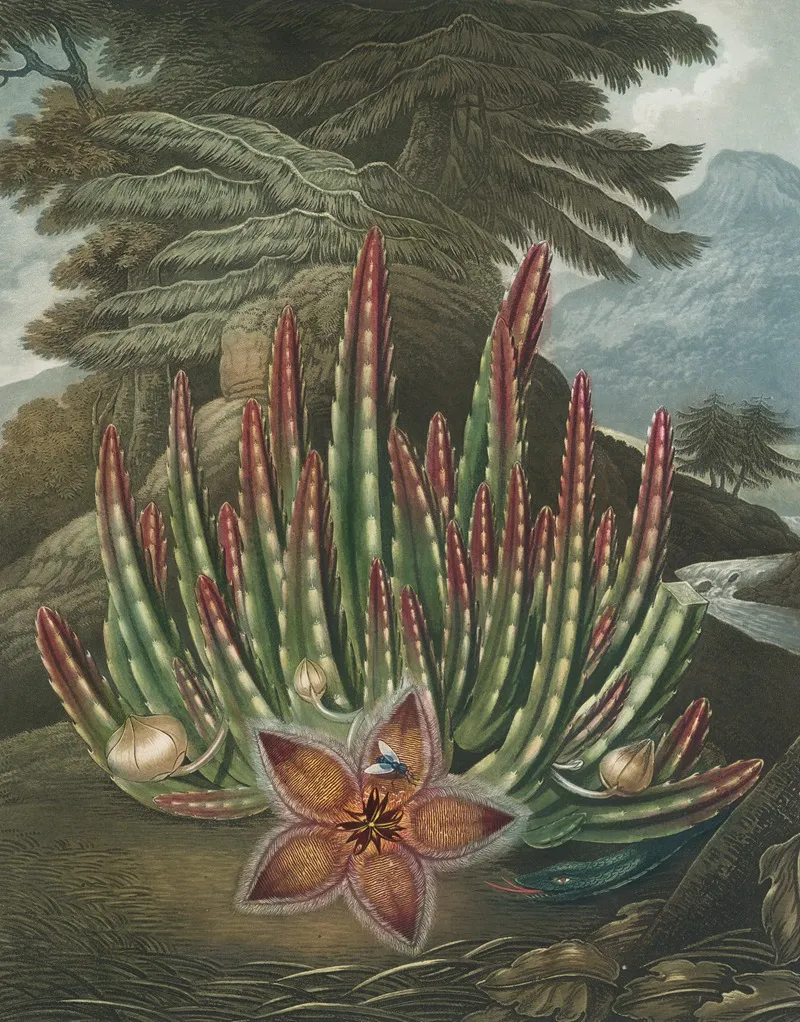 The Maggot Bearing Stapelia 2 Wall Art by Robert John Thornton - High-Resolution Digital Print