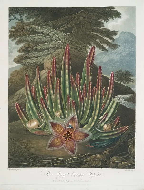 The Maggot Bearing Stapelia Wall Art by Robert John Thornton - High-Resolution Digital Print