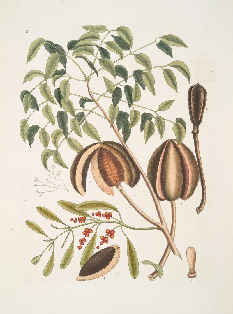 The Mahogany Tree Wall Art by Mark Catesby - High-Resolution Digital Print