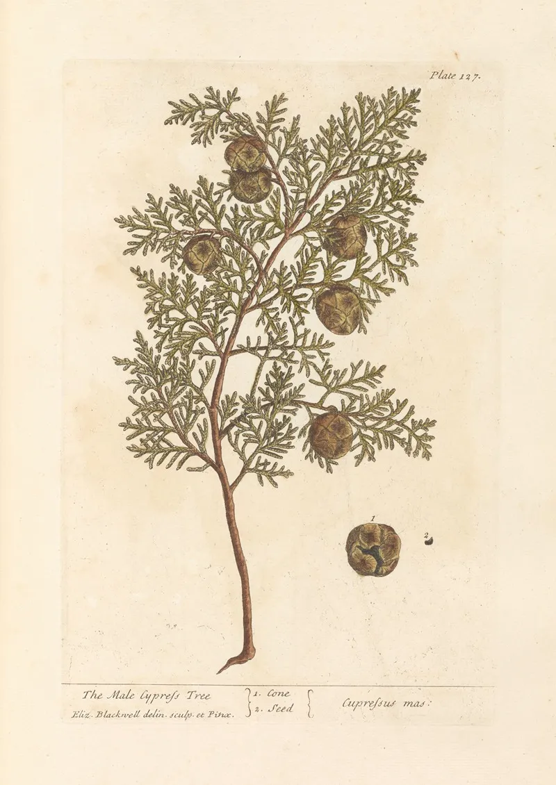 The Male Cypress Tree Wall Art by Elizabeth Blackwell - High-Resolution Digital Print