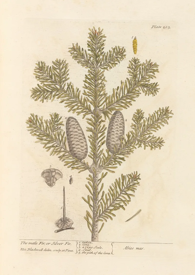 The Male Fir Or Silver Fir Wall Art by Elizabeth Blackwell - High-Resolution Digital Print