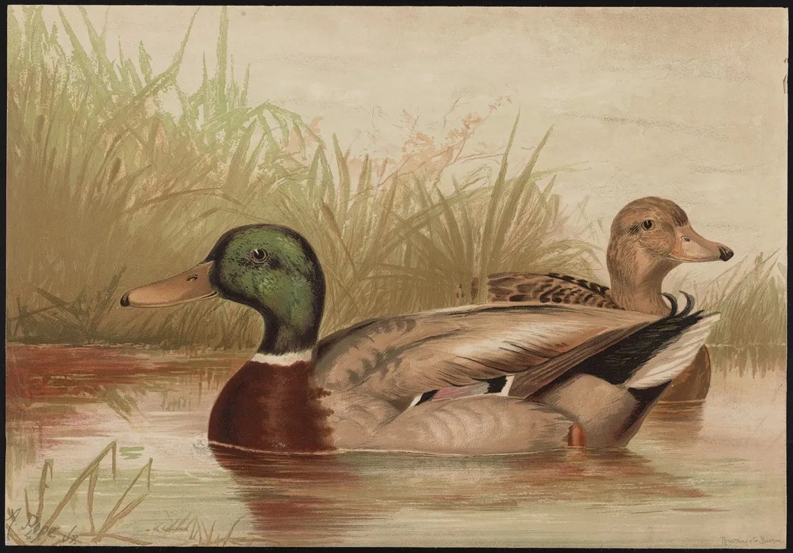 The Mallard Duck Anas Boschas Wall Art by Alexander Pope Jr. - High-Resolution Digital Print