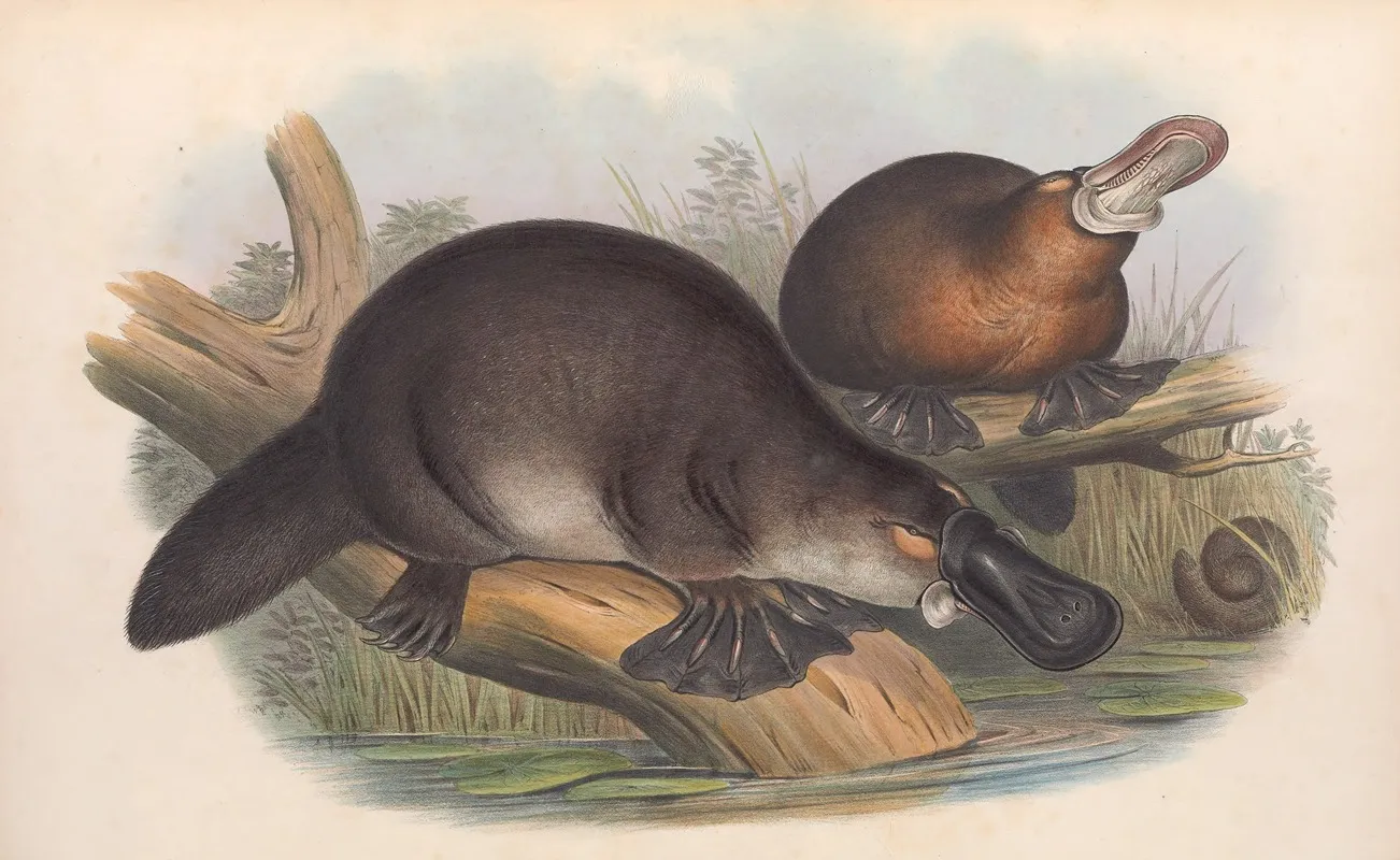 The Mammals Of Australia Pl 001 Wall Art by John Gould - High-Resolution Digital Print