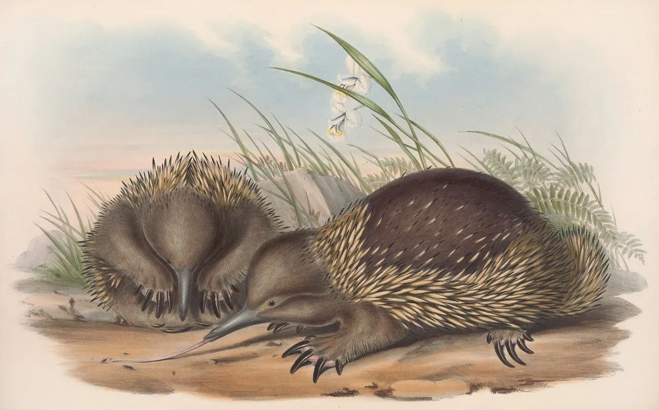 The Mammals Of Australia Pl 003 Wall Art by John Gould - High-Resolution Digital Print