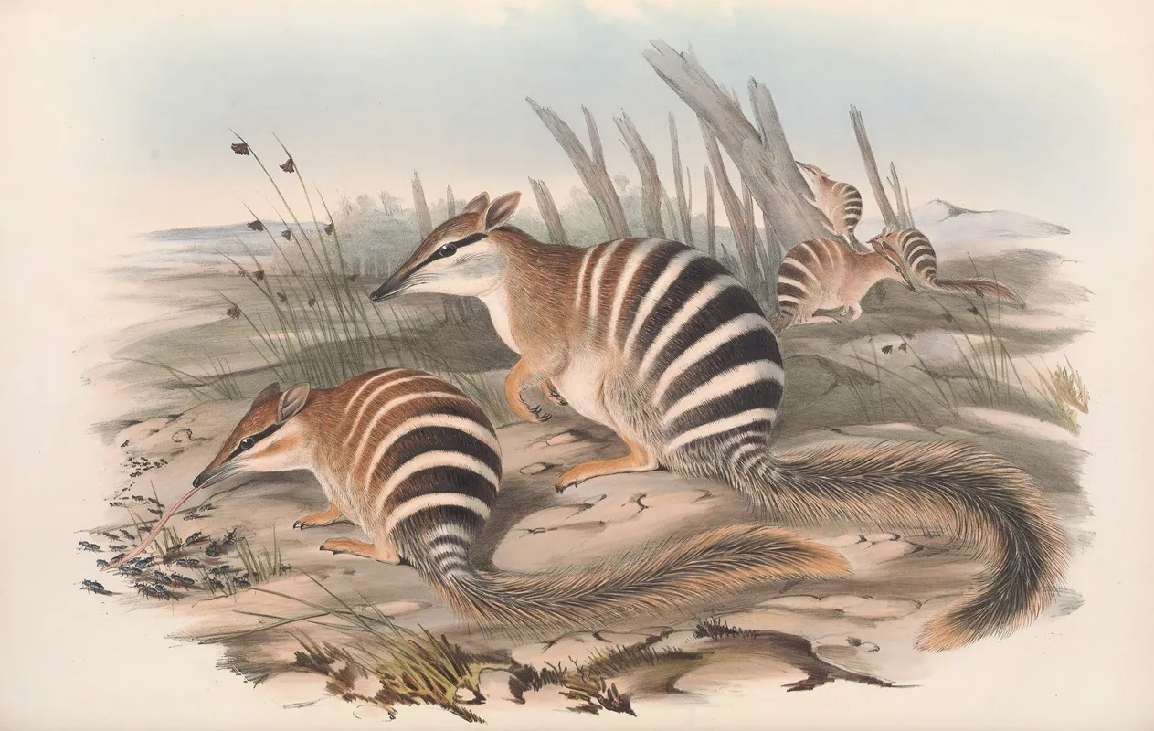 The Mammals Of Australia Pl 004 Wall Art by John Gould - High-Resolution Digital Print