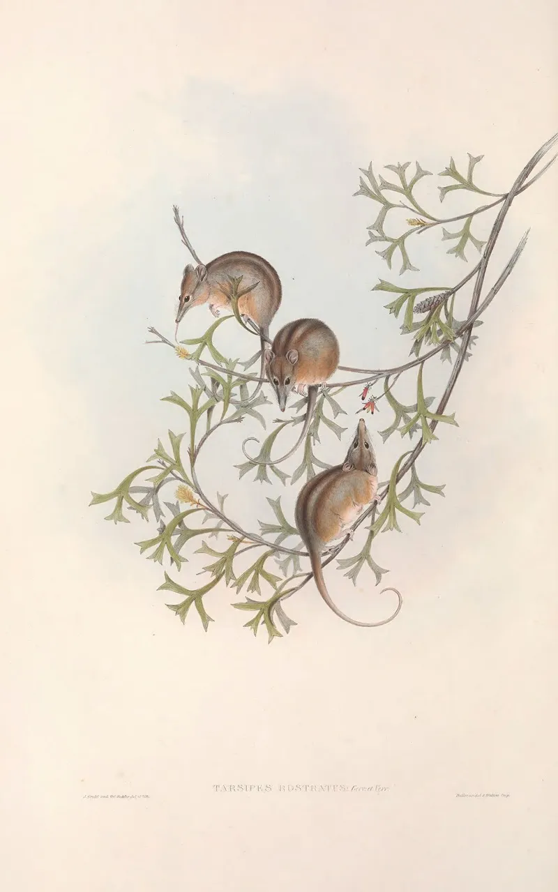 The Mammals Of Australia Pl 005 Wall Art by John Gould - High-Resolution Digital Print