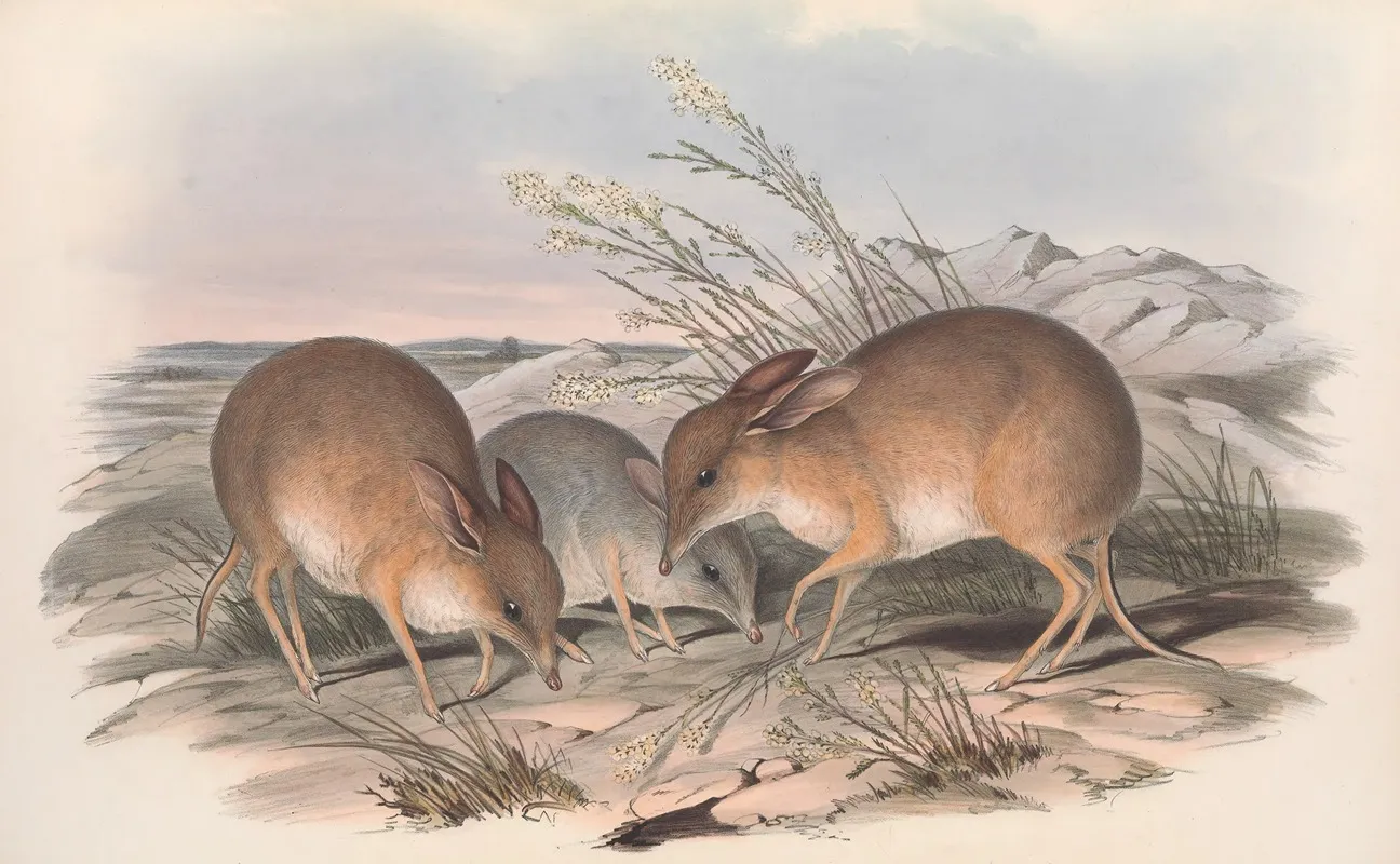 The Mammals Of Australia Pl 006 Wall Art by John Gould - High-Resolution Digital Print