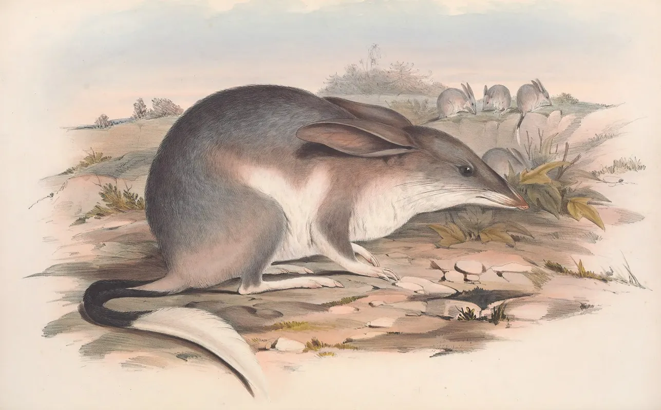 The Mammals Of Australia Pl 007 Wall Art by John Gould - High-Resolution Digital Print