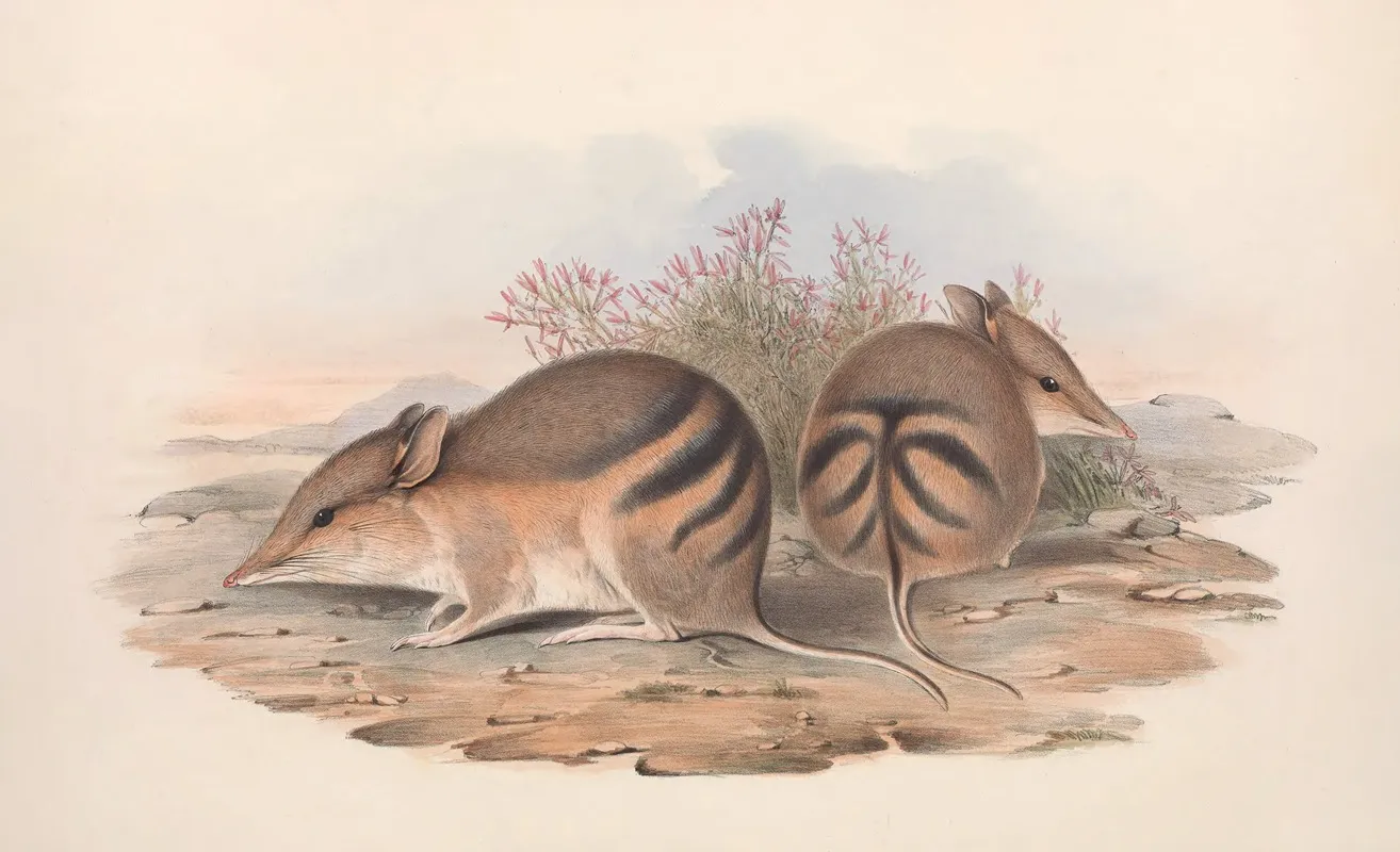 The Mammals Of Australia Pl 008 Wall Art by John Gould - High-Resolution Digital Print