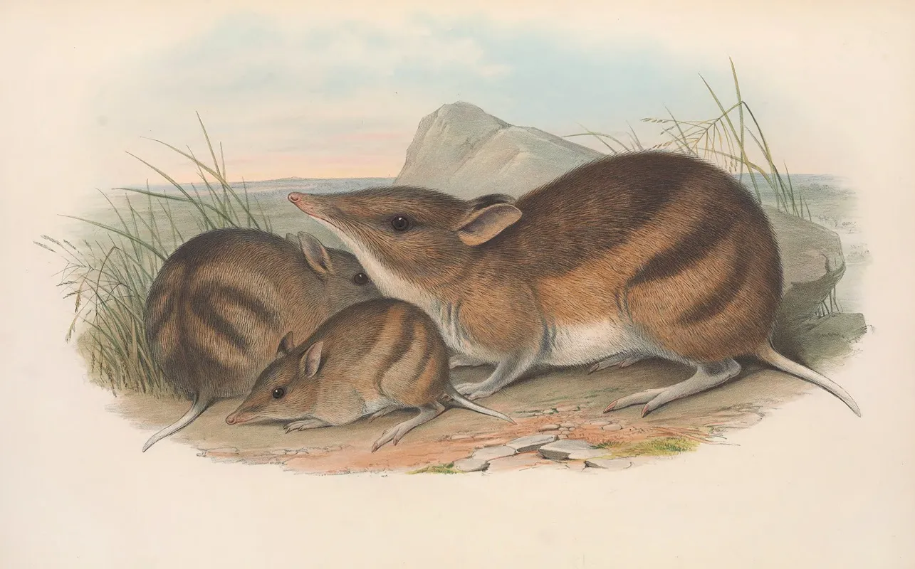The Mammals Of Australia Pl 009 Wall Art by John Gould - High-Resolution Digital Print