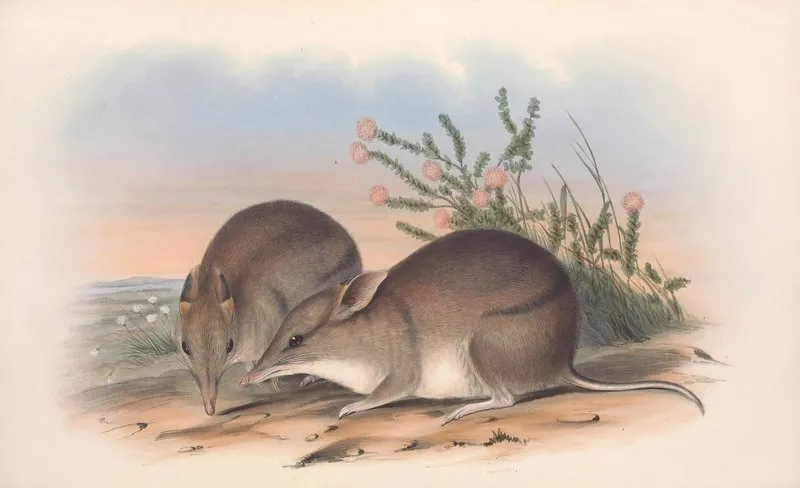 The Mammals Of Australia Pl 010 Wall Art by John Gould - High-Resolution Digital Print