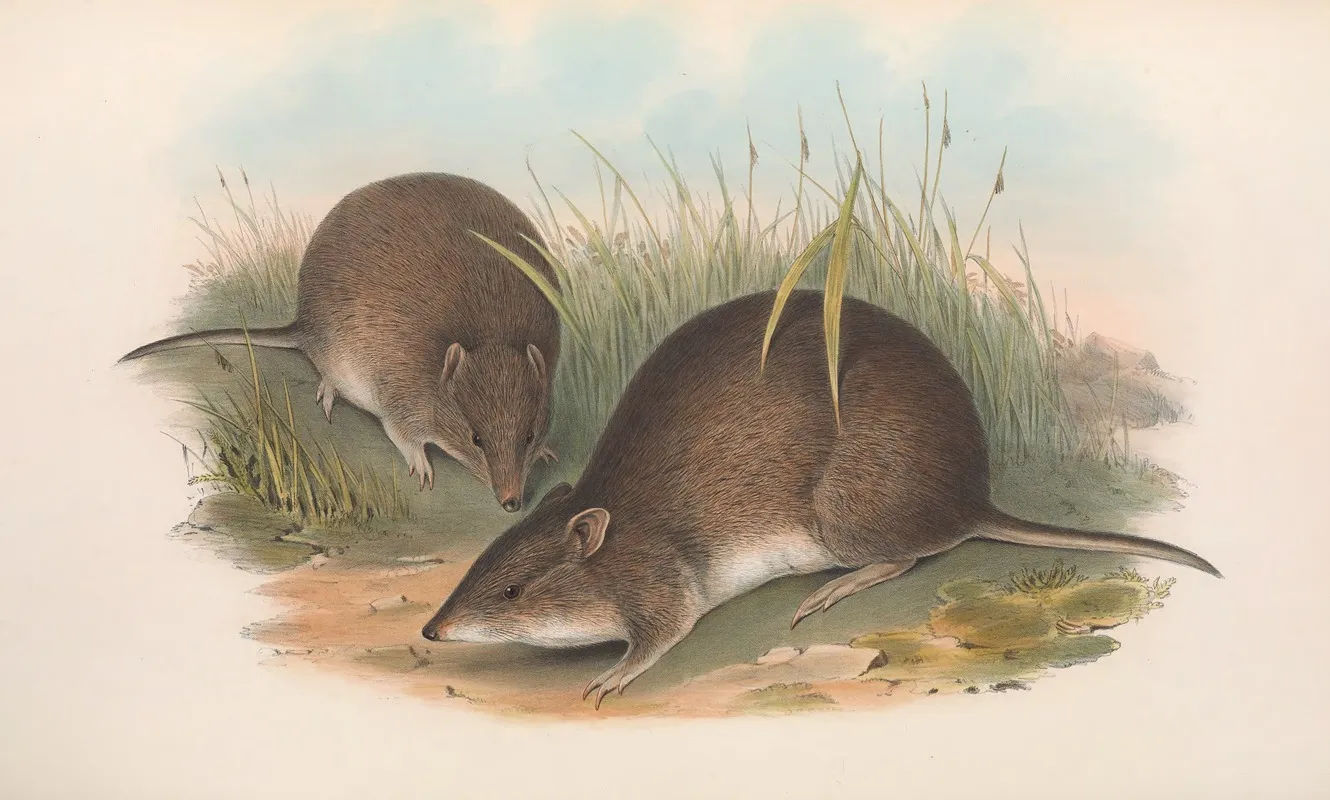 The Mammals Of Australia Pl 012 Wall Art by John Gould - High-Resolution Digital Print