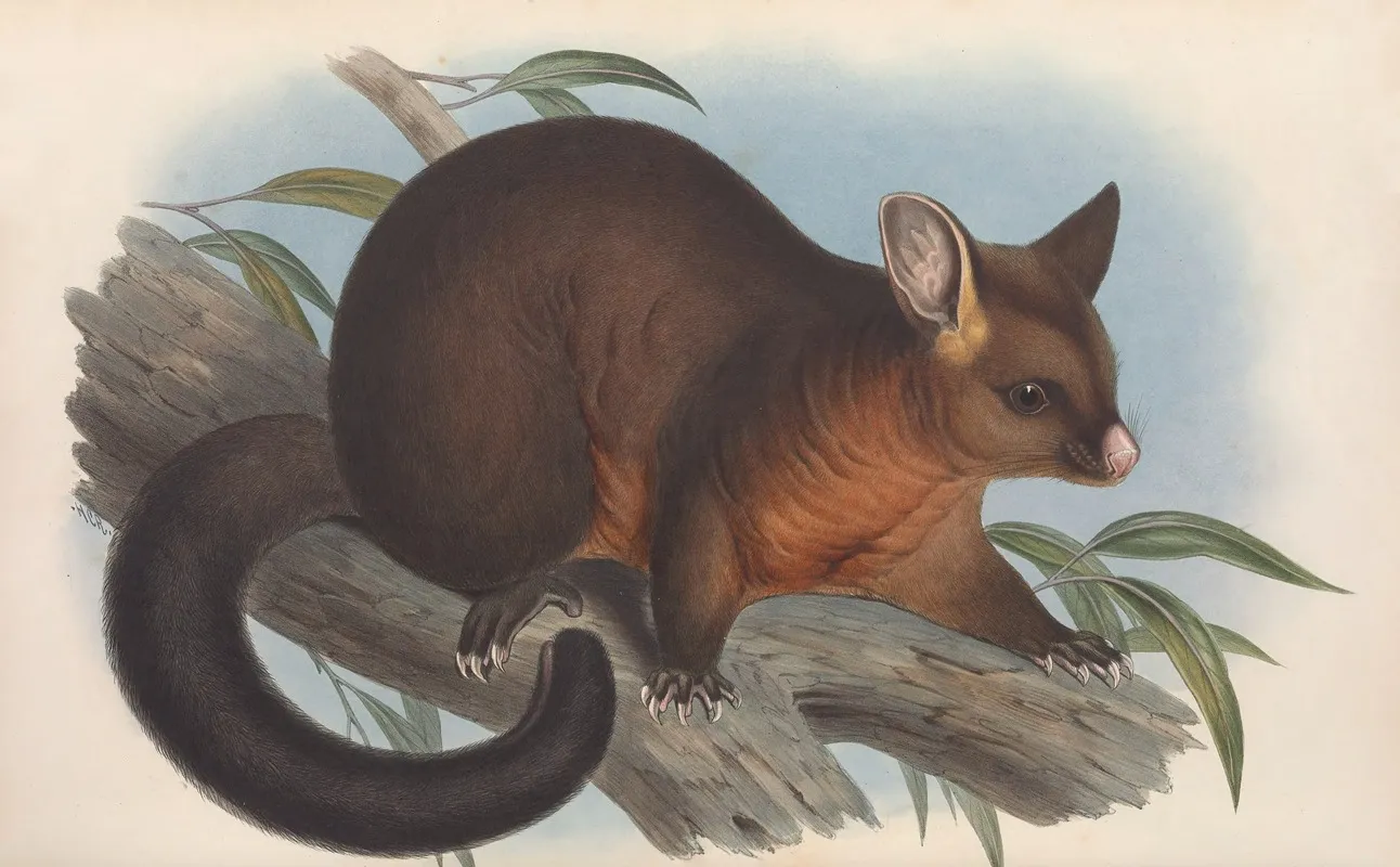 The Mammals Of Australia Pl 015 Wall Art by John Gould - High-Resolution Digital Print