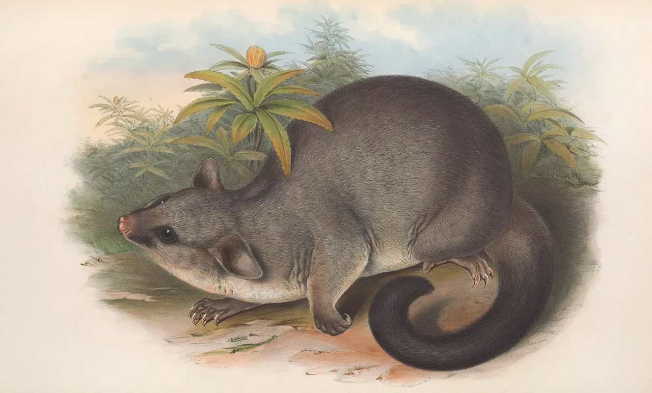 The Mammals Of Australia Pl 016 Wall Art by John Gould - High-Resolution Digital Print
