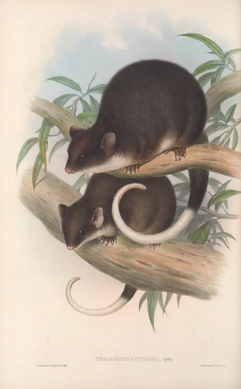 The Mammals Of Australia Pl 019 Wall Art by John Gould - High-Resolution Digital Print