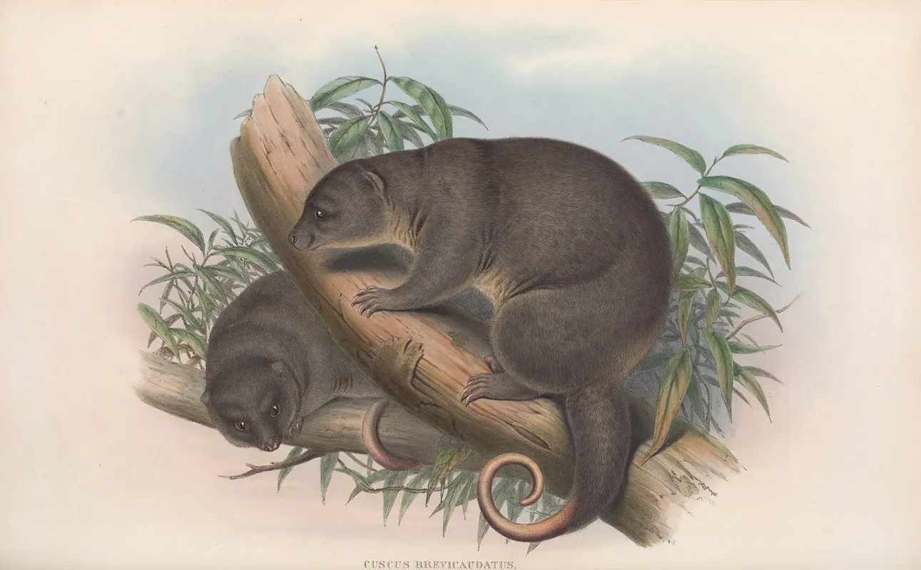 The Mammals Of Australia Pl 020 Wall Art by John Gould - High-Resolution Digital Print