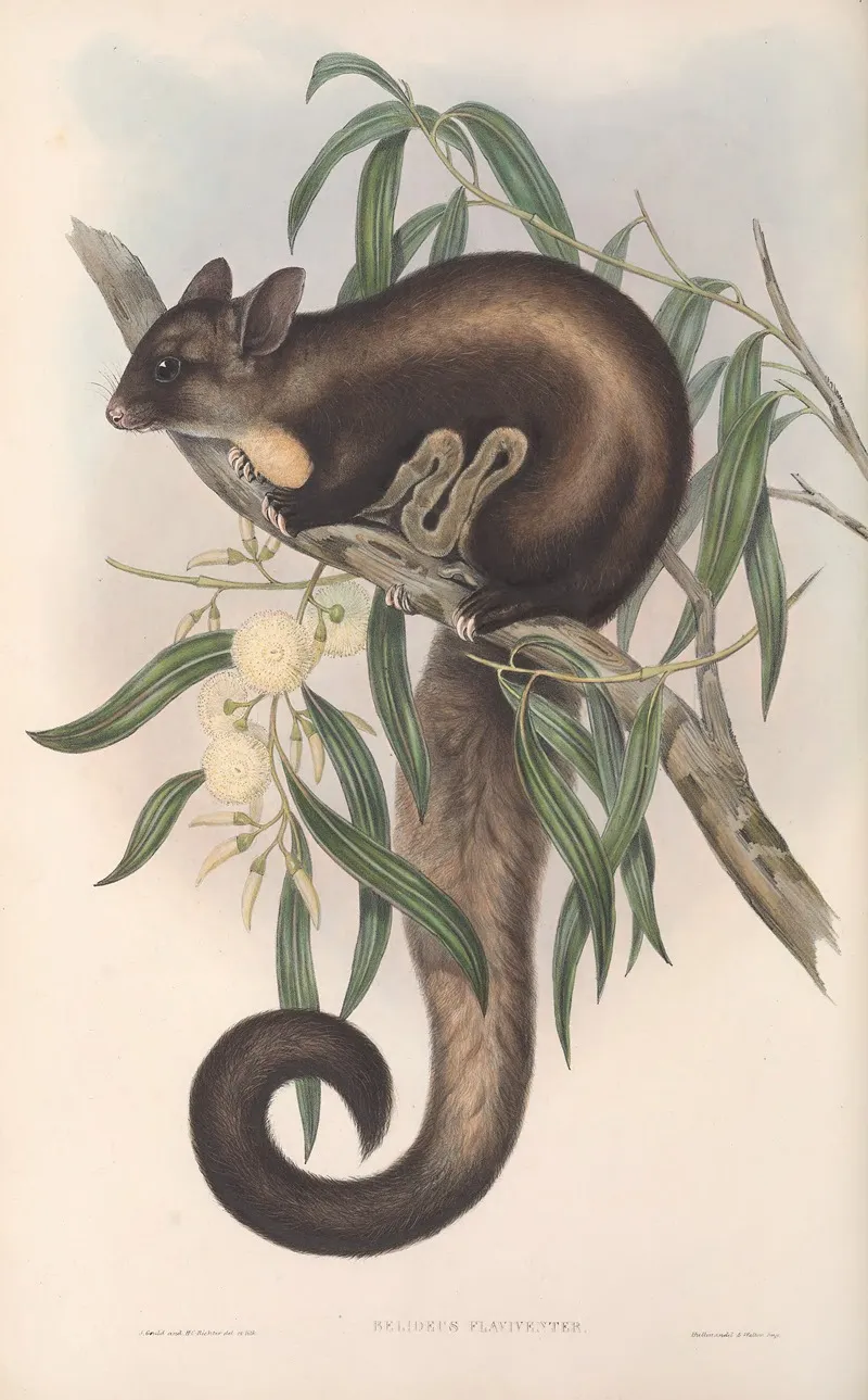 The Mammals Of Australia Pl 021 Wall Art by John Gould - High-Resolution Digital Print