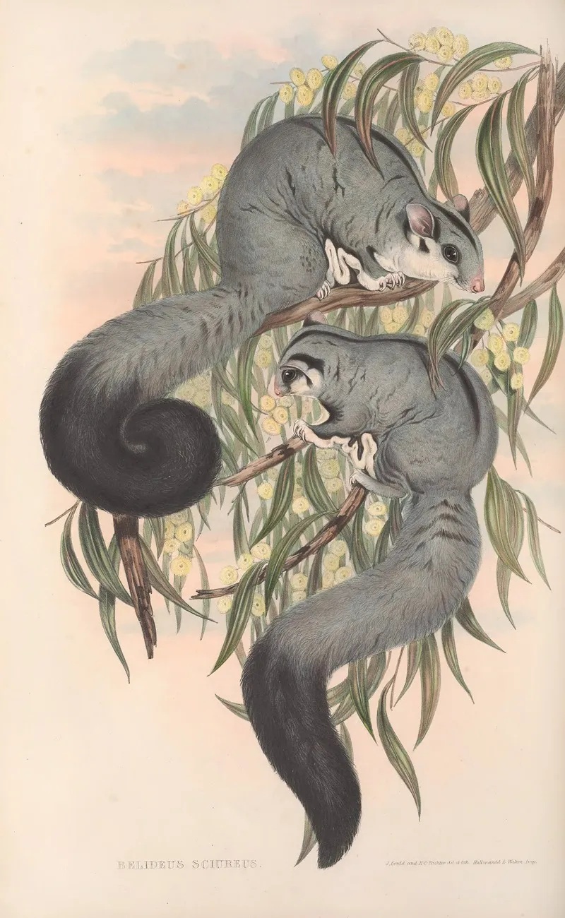 The Mammals Of Australia Pl 022 Wall Art by John Gould - High-Resolution Digital Print