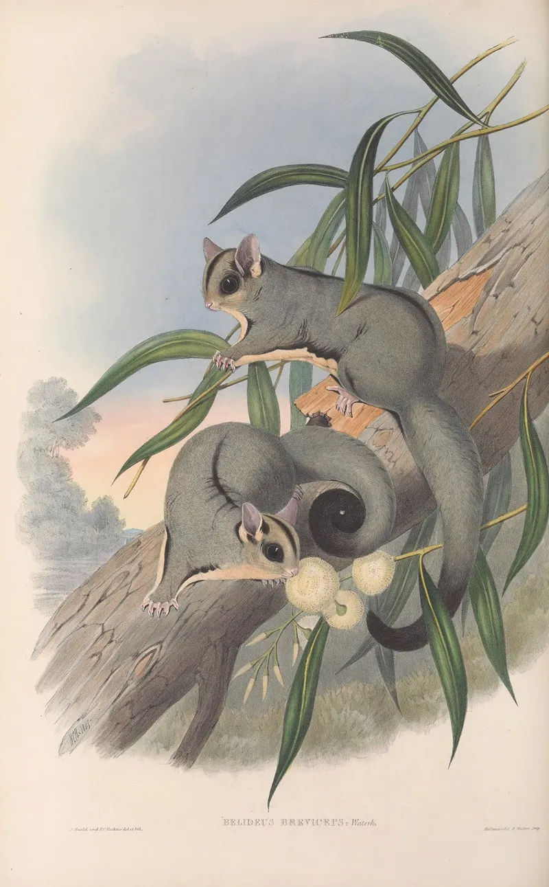 The Mammals Of Australia Pl 023 Wall Art by John Gould - High-Resolution Digital Print