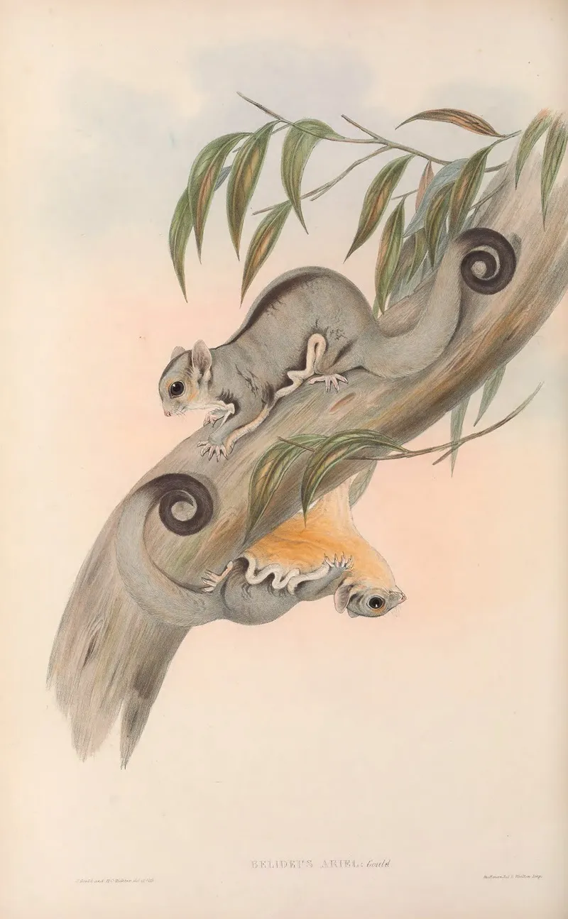 The Mammals Of Australia Pl 025 Wall Art by John Gould - High-Resolution Digital Print