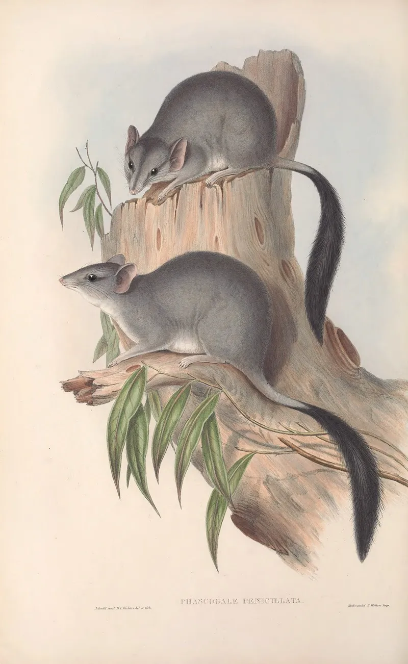 The Mammals Of Australia Pl 026 Wall Art by John Gould - High-Resolution Digital Print