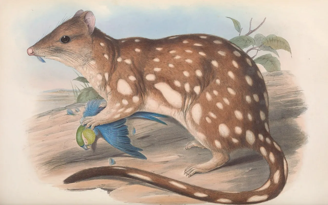 The Mammals Of Australia Pl 028 Wall Art by John Gould - High-Resolution Digital Print