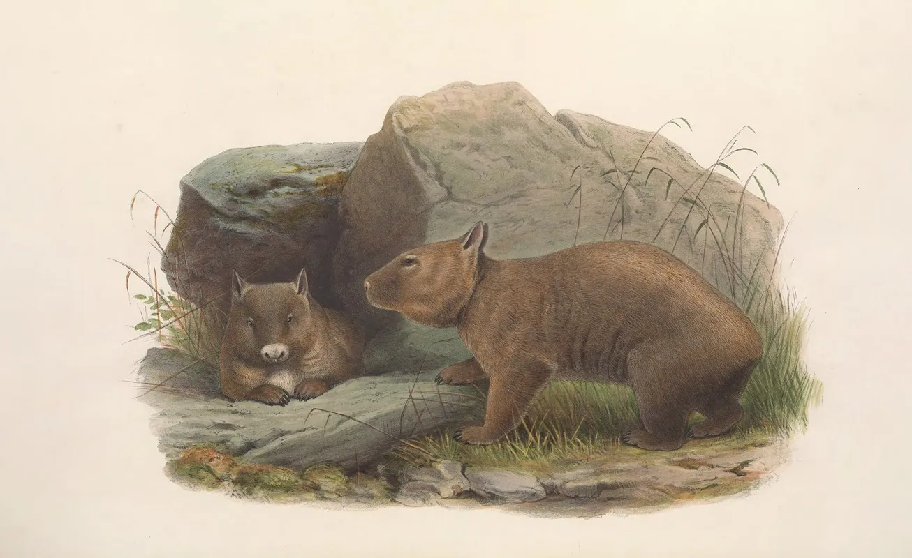 The Mammals Of Australia Pl 036 Wall Art by John Gould - High-Resolution Digital Print