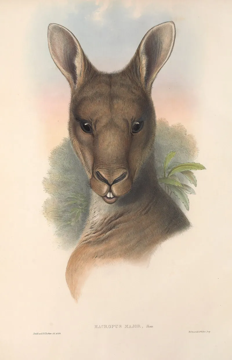 The Mammals Of Australia Pl 037 Wall Art by John Gould - High-Resolution Digital Print