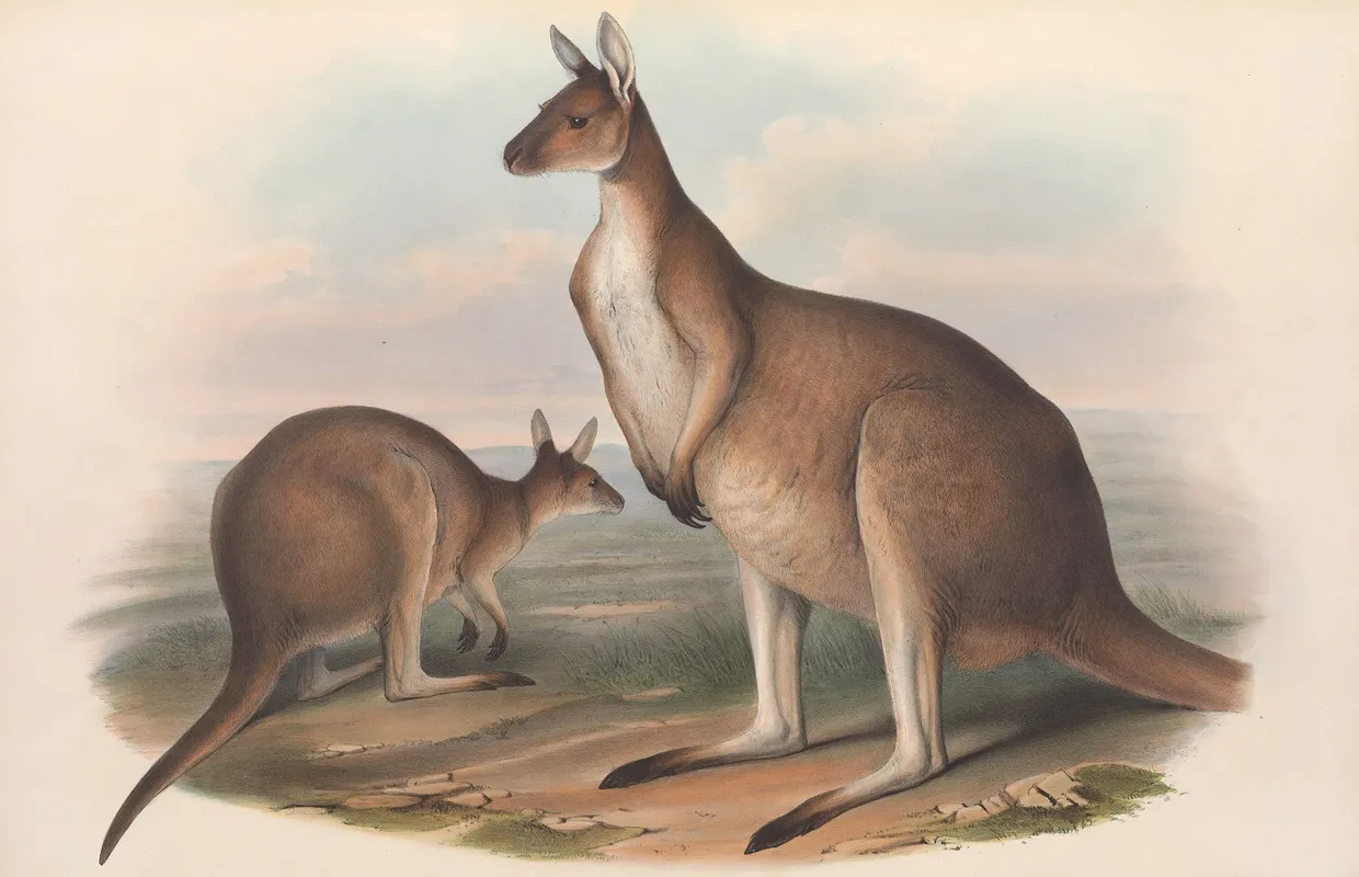 The Mammals Of Australia Pl 040 Wall Art by John Gould - High-Resolution Digital Print