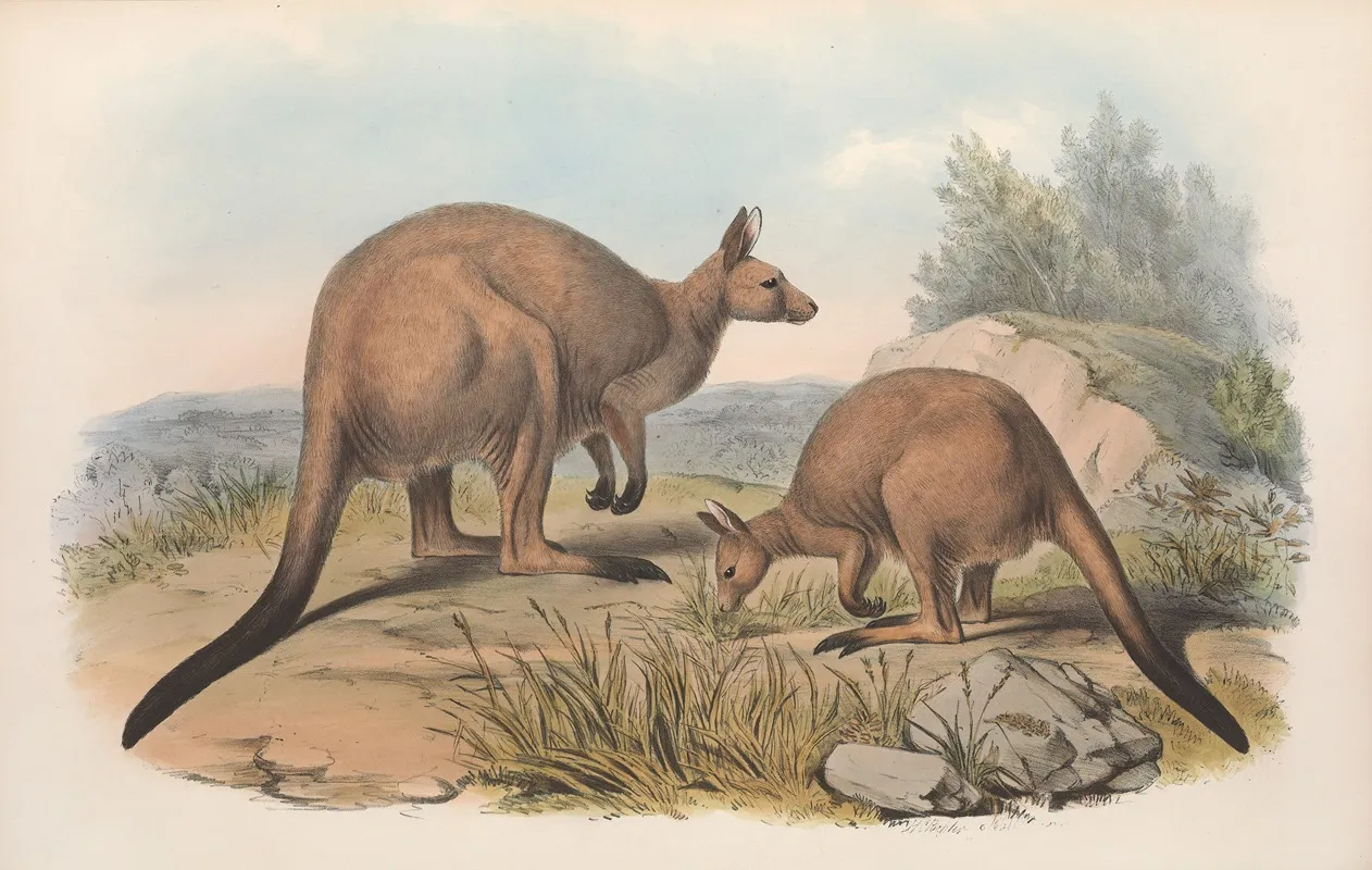 The Mammals Of Australia Pl 041 Wall Art by John Gould - High-Resolution Digital Print