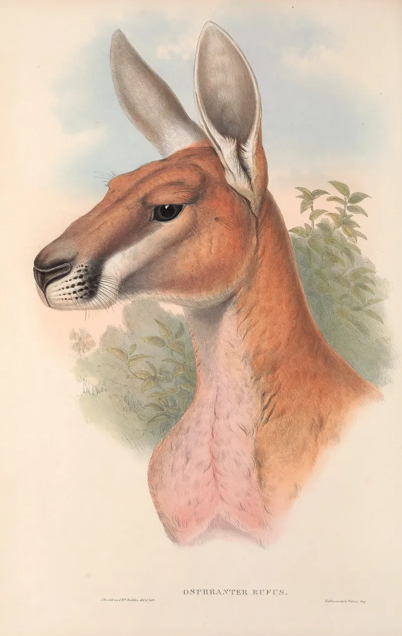 The Mammals Of Australia Pl 042 Wall Art by John Gould - High-Resolution Digital Print