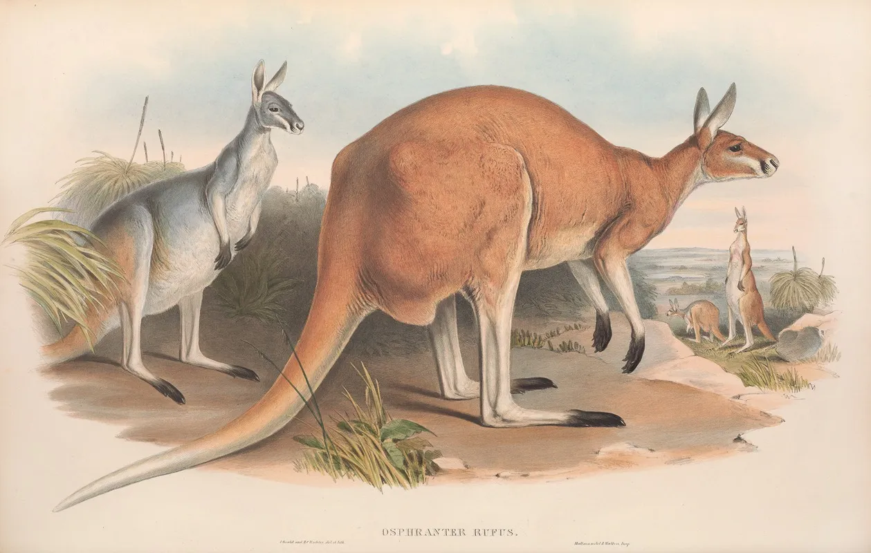 The Mammals Of Australia Pl 043 Wall Art by John Gould - High-Resolution Digital Print