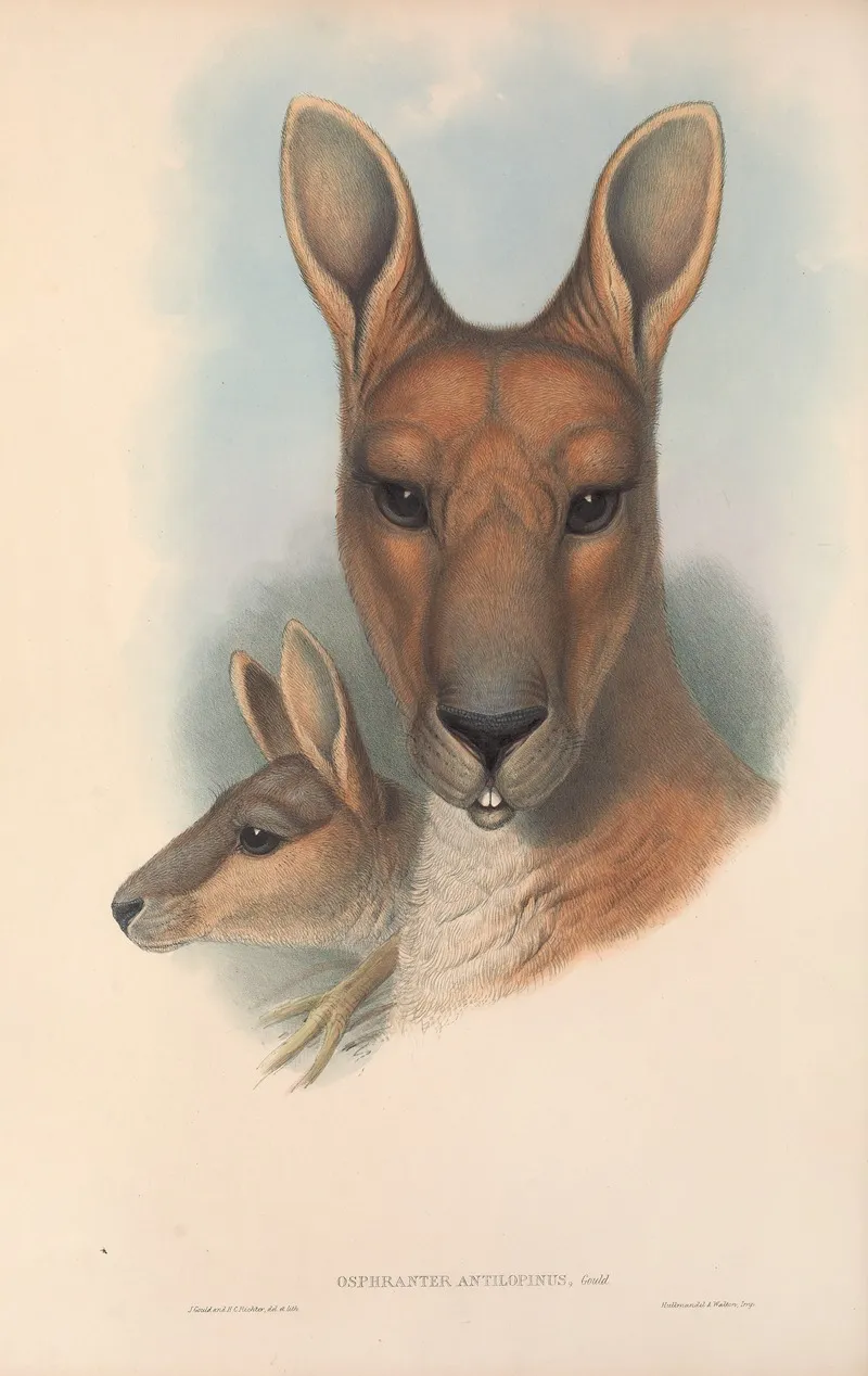 The Mammals Of Australia Pl 044 Wall Art by John Gould - High-Resolution Digital Print