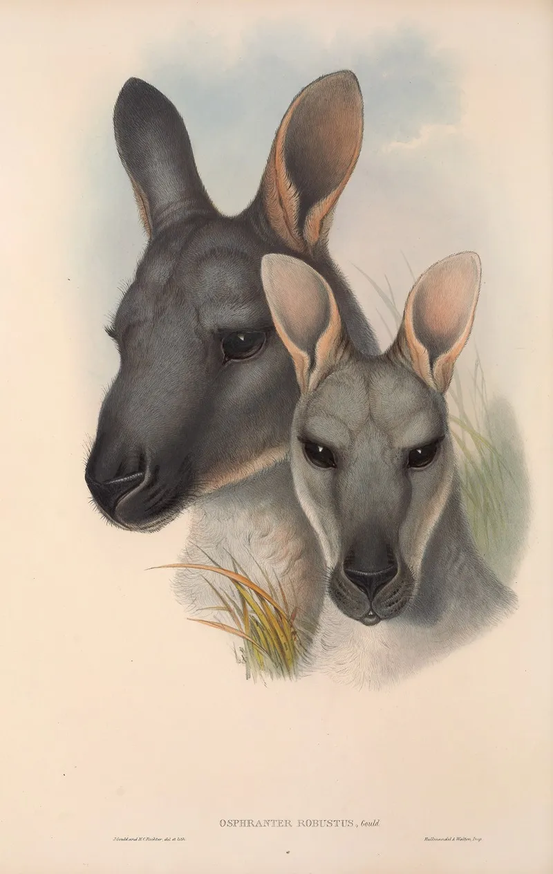 The Mammals Of Australia Pl 046 Wall Art by John Gould - High-Resolution Digital Print