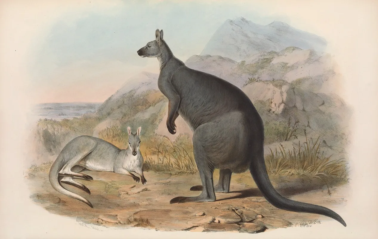 The Mammals Of Australia Pl 047 Wall Art by John Gould - High-Resolution Digital Print