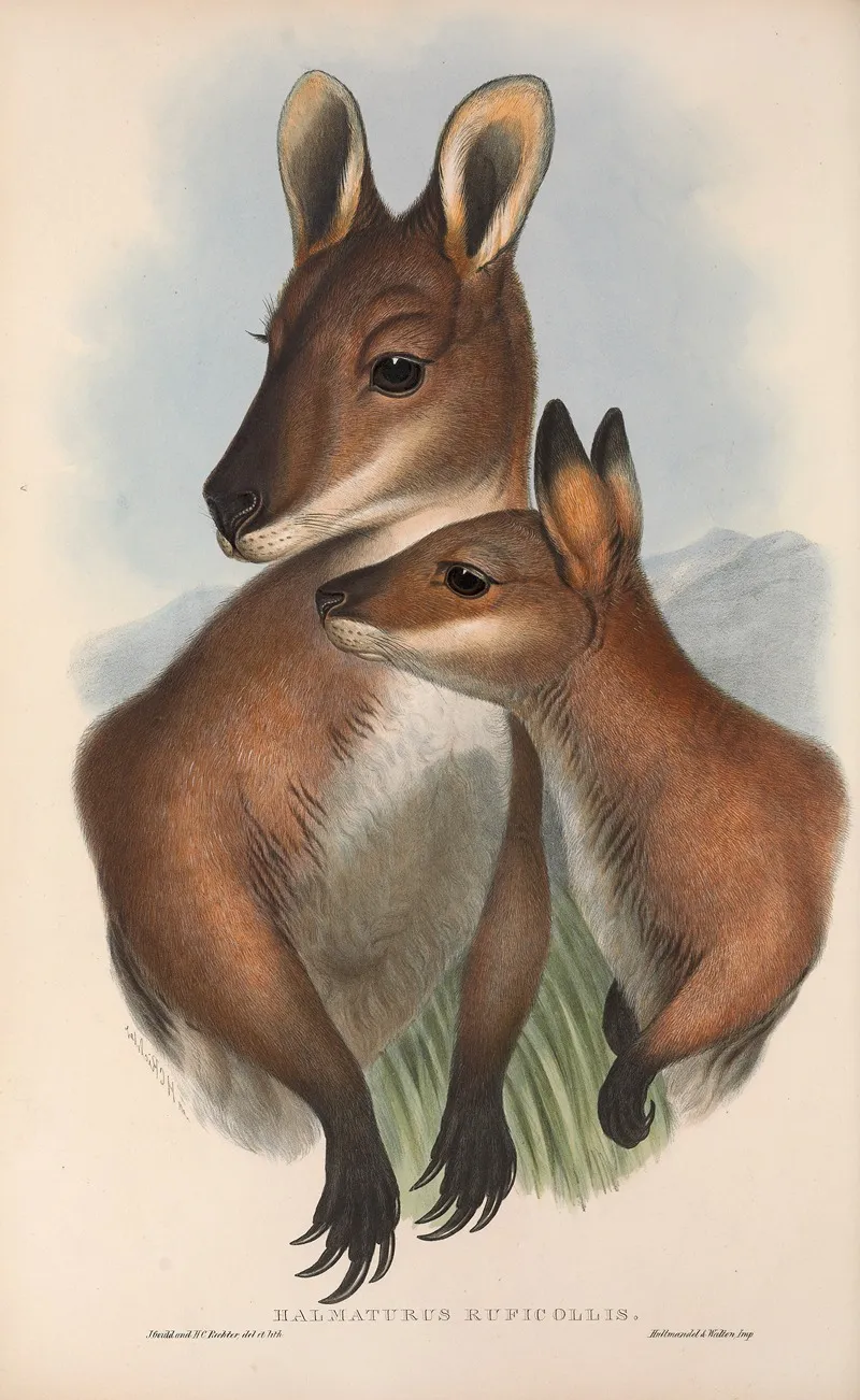 The Mammals Of Australia Pl 050 Wall Art by John Gould - High-Resolution Digital Print