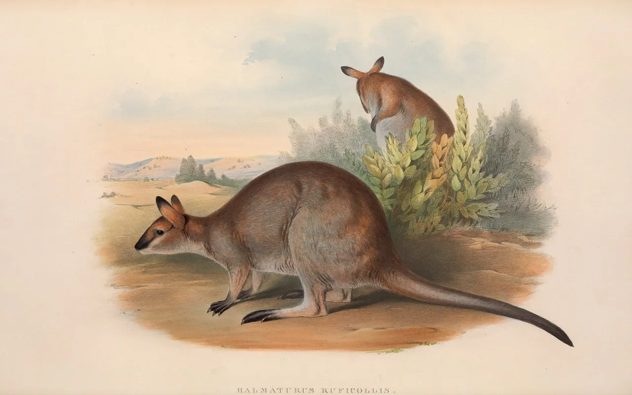 The Mammals Of Australia Pl 051 Wall Art by John Gould - High-Resolution Digital Print